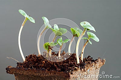 Radish seedlings (raphanus sativus) - one week young sprouts Stock Photo