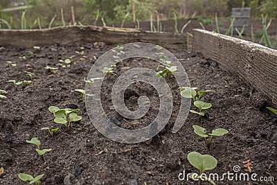 Radish sprouts sprang up in the ground. A bed of young radishes grows in the garden. Stock Photo