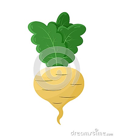 Radish Vegetable Icon, Colorful Template Banner Vector Illustration