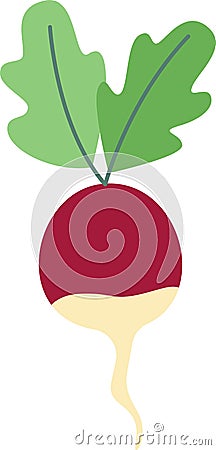 Radish Vegetable Icon Vector Illustration