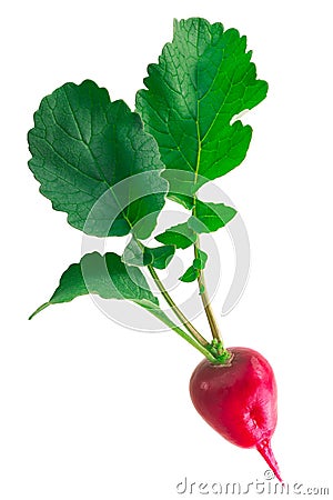 Radish wth foliage Raphanus raphanistrum isolated w clipping paths Stock Photo