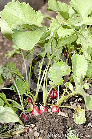 Radishes in garden Stock Photo