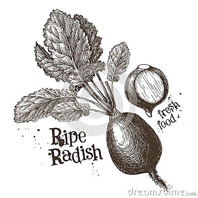 Radishes, radish vector logo design template Vector Illustration