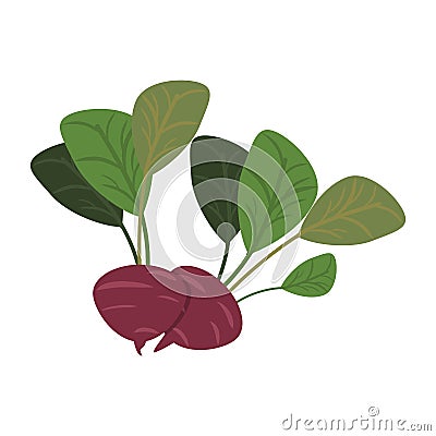 Radishes vegetables food cartoon Vector Illustration