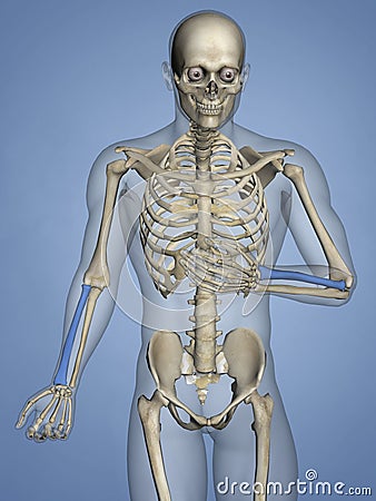 Radius, Human Skeleton, 3D Model Stock Photo