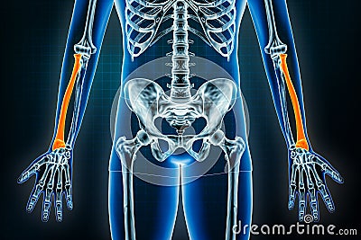 Radius or radial bone x-ray front or anterior view. Osteology of the human skeleton, arm or forearm bones 3D rendering Cartoon Illustration