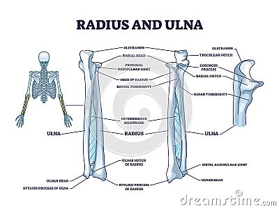 Radius and ulna bone anatomy with arm skeletal structure outline diagram Vector Illustration