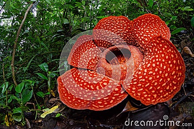 The Biggest Flower in the world Rafflesia Arnoldii Stock Photo