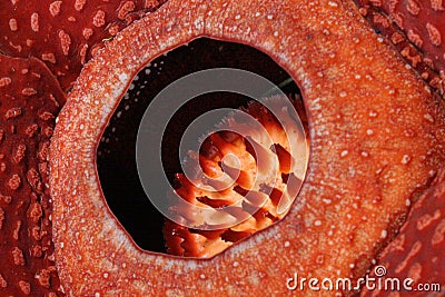 Rafflesia, the biggest flower in the world Stock Photo