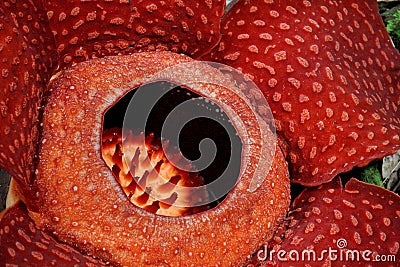 Rafflesia, the biggest flower in the world Stock Photo