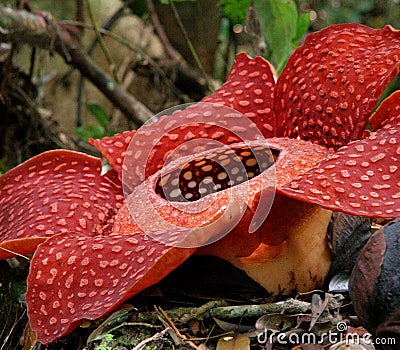 Rafflesia, the biggest flower in the world Stock Photo