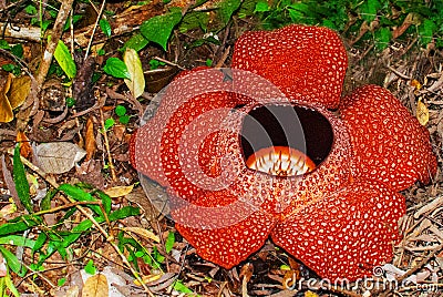 Rafflesia, the biggest flower in the world. This species located in Ranau Sabah, Borneo Stock Photo