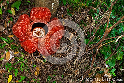 Rafflesia, the biggest flower in the world. This species located in Ranau Sabah, Borneo. Stock Photo