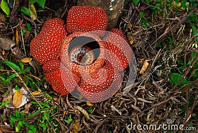 Rafflesia, the biggest flower in the world. This species located in Ranau Sabah, Borneo. Stock Photo