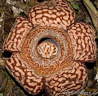 Rafflesia pricei Stock Photo