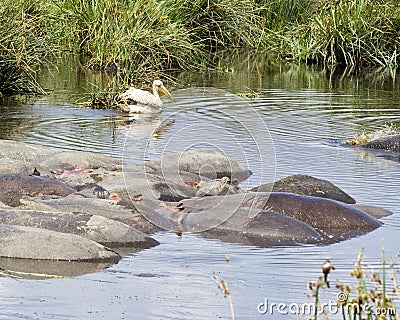 Raft of hippos and a single white pelican in a watering hole Stock Photo