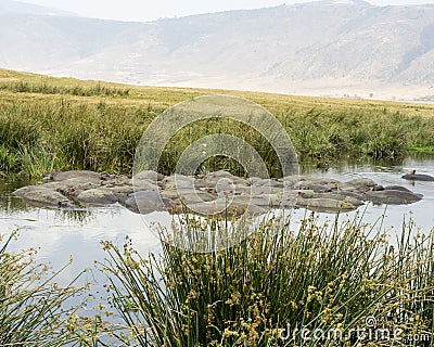 Raft of hippos in a watering hole Stock Photo