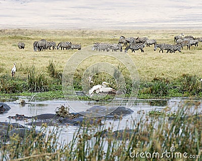 Raft of hippos in a watering hole with Zebras and birds in the background Stock Photo