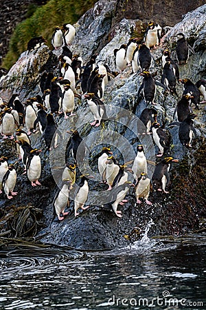 A raft of Macaroni Penguins hopping down a large rock to the ocean for morning feeding, Coopers Bay, South Georgia Stock Photo