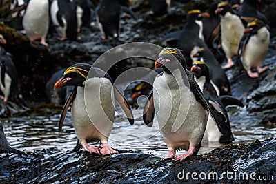 A raft of Macaroni Penguins hopping down a large rock to the seaweed and ocean for morning feeding, Coopers Bay, South Georgia Stock Photo