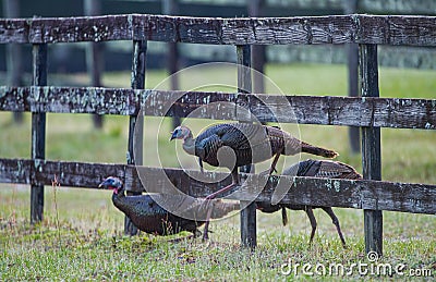 Rafter, gobble or flock of young Osceola Wild Turkey - Meleagris gallopavo osceola - walking through a wooden fence in central Stock Photo