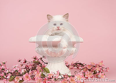 Rag doll baby cat with blue eyes hanging over the edge of a flower pot with pink flowers on a pink background Stock Photo