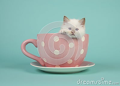 Rag doll baby cat with blue eyes hanging over the edge of a pink and white dotted cup and saucer and a turquoise background Stock Photo