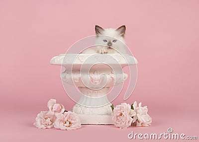Rag doll baby cat with blue eyes in a white flower pot with real white roses on a pink background Stock Photo