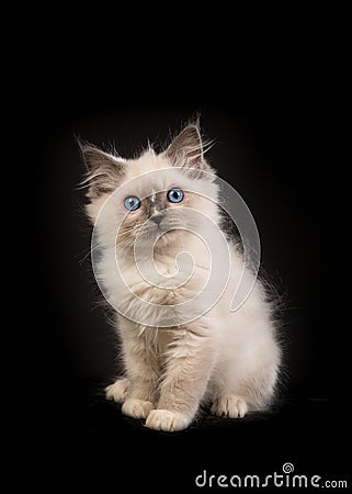 Rag doll baby cat kitten with blue eyes facing the camera sitting in front of a black background Stock Photo