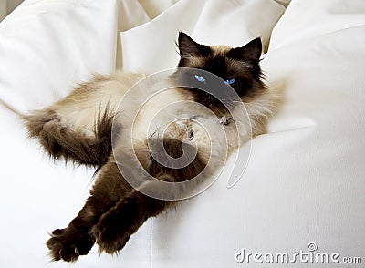 Rag doll cat Stock Photo