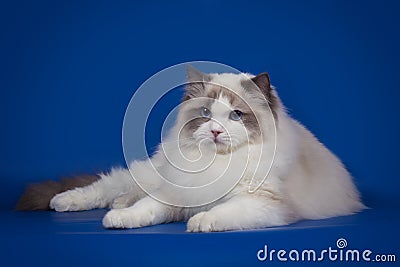 A rag doll of a cat on a blue background. Stock Photo