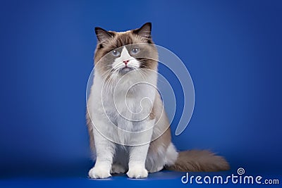 A rag doll of a cat on a blue background. Stock Photo