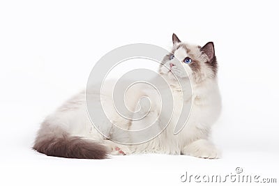 Rag doll cat on a white background. Stock Photo