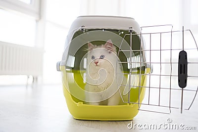 Ragdol kitten in cat carrier Stock Photo