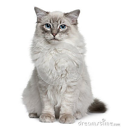 Ragdoll (6 months old) Stock Photo