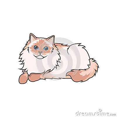 Ragdoll Blue Tortie 3 Vector Illustration