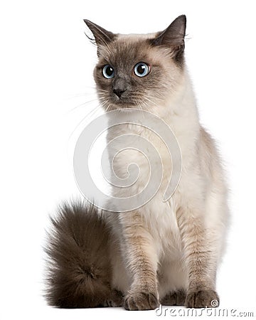 Ragdoll cat, 15 months old, sitting Stock Photo