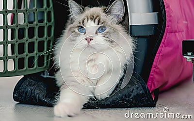 Ragdoll cat in carrier Stock Photo