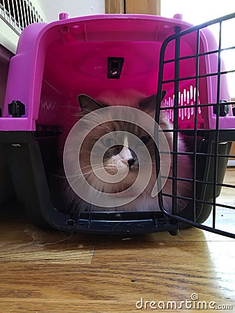 Ragdoll cat in a carrier Stock Photo