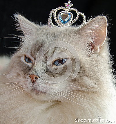 Ragdoll cat with crown Stock Photo