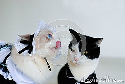 Ragdoll cat in dree try to lick black white cat , the cat is unhappy and refuse Stock Photo