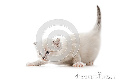 Ragdoll cat kitten isolated on white background Stock Photo