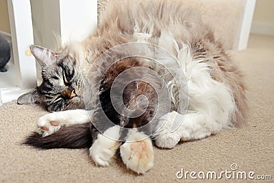 RAGDOLL CAT Stock Photo