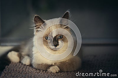 Ragdoll cat posing for corporate shot and looking straight into camera Stock Photo