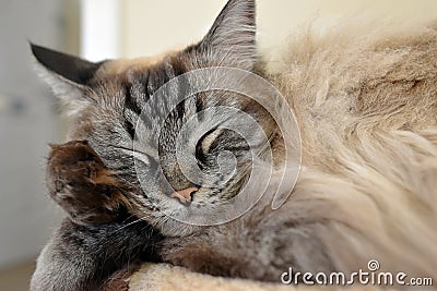 RAGDOLL CAT Stock Photo