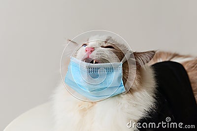 Ragdoll cat wear blue face mask Stock Photo