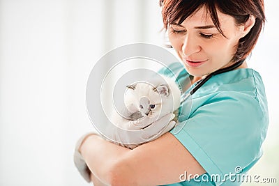 Ragdoll kitten at veterinerian clinic Stock Photo