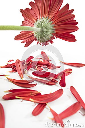 Ragged gerbera Stock Photo