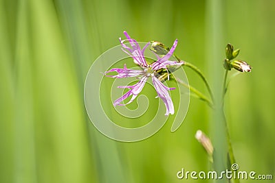 Ragged-Robin flowers, Lychnis flos-cuculi Stock Photo