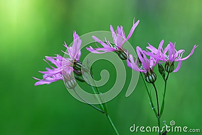 Ragged Robin (Lychnis) Stock Photo